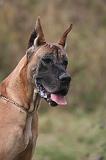 DOGUE ALLEMAND 948